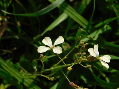 Raphanus raphanistrum