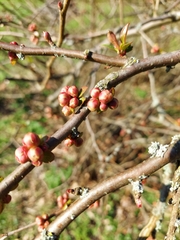 Chaenomeles
