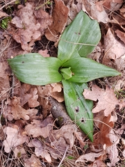 Himantoglossum hircinum
