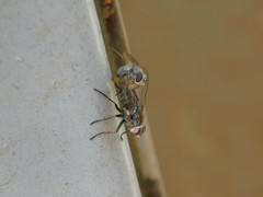 Brachycera