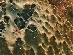 Helcogramma decurrens