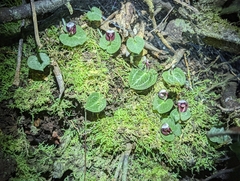 Corybas abellianus
