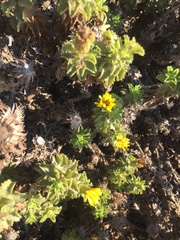 Haplopappus foliosus