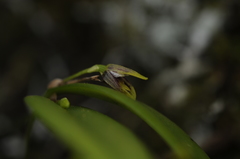 Acianthera angustifolia