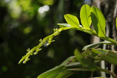 Epidendrum rigidum