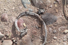 Leptotyphlopidae
