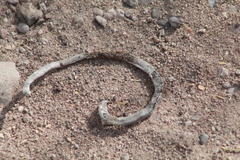 Leptotyphlopidae