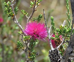 Melaleuca empetrifolia