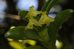 Epidendrum difforme