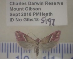 Heliocosma anthodes