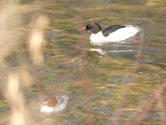Mergus merganser
