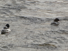 Mergus merganser