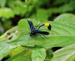 Thyreodon laticinctus