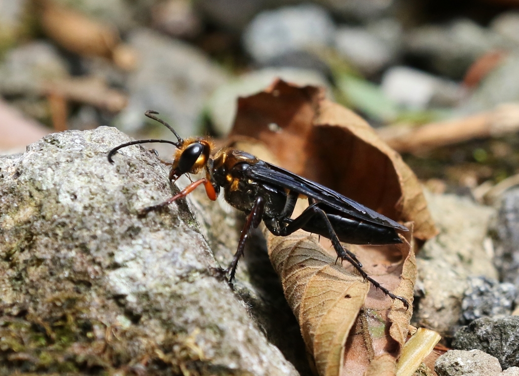 Sphex nitidiventris