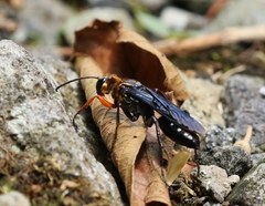 Sphex nitidiventris