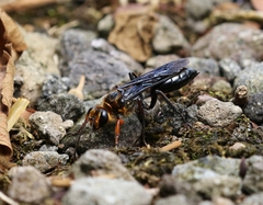 Sphex nitidiventris