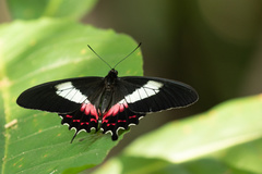 Parides ascanius