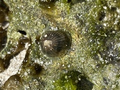 Siphonaria naufragum image