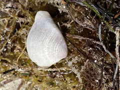 Anomalocardia cuneimeris