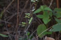 Tadehagi triquetrum