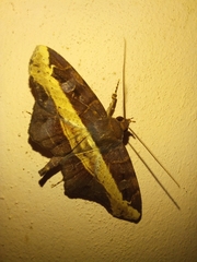 Vogia mimica
