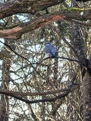 Columba palumbus