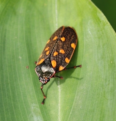 Mahanarva costaricensis