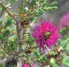 Melaleuca empetrifolia