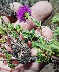 Melaleuca empetrifolia