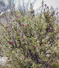 Melaleuca empetrifolia