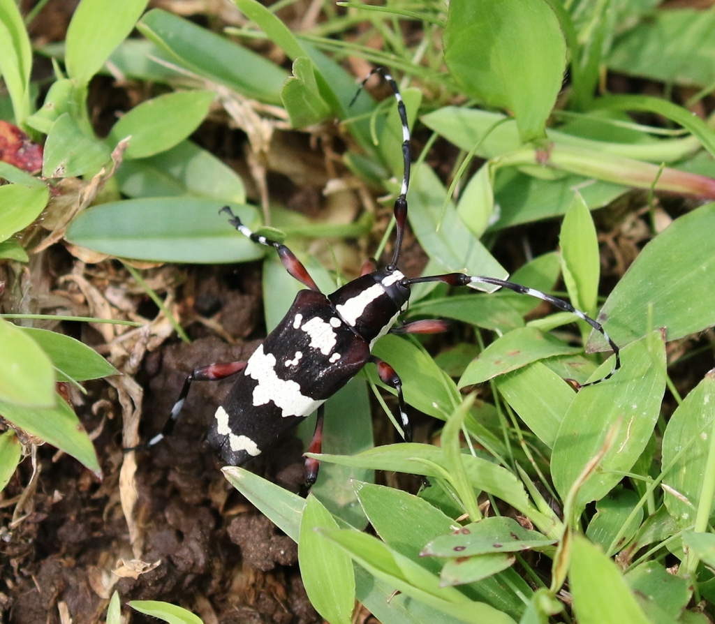 Carneades hemileuca