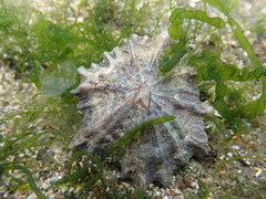 Siphonaria laciniosa