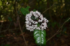 Ixora nigricans