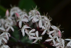 Ixora nigricans