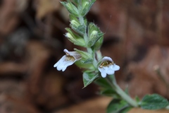 Lepidagathis cuspidata