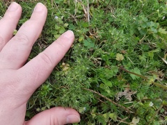 Scleranthus annuus