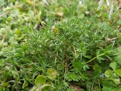 Scleranthus annuus