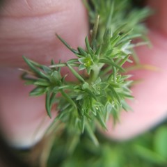 Scleranthus annuus