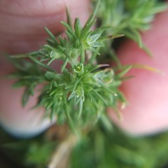 Scleranthus annuus
