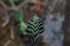 Lepidagathis cuspidata