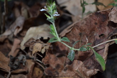 Lepidagathis cuspidata