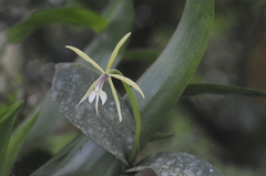 Epidendrum angustilobum