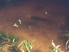 Mayaheros urophthalmus