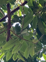 Hippomane mancinella