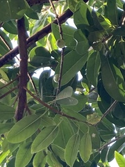 Hippomane mancinella
