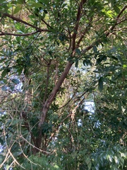 Hippomane mancinella