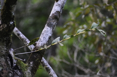 Epidendrum portoricense