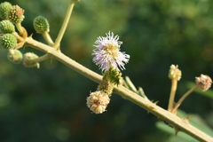 Mimosa pigra