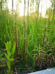 Lysimachia pentapetala