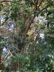 Hippomane mancinella